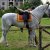I nostri amici animali
